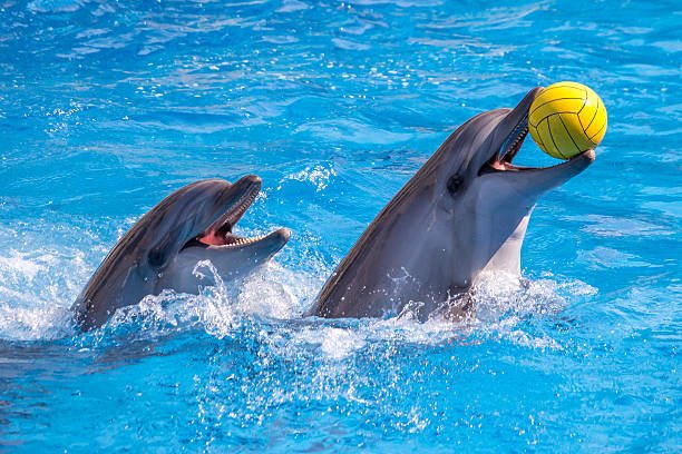 Dolphin & Fur Seal Show in Sharm El Sheikh – Dolphinarium Experience