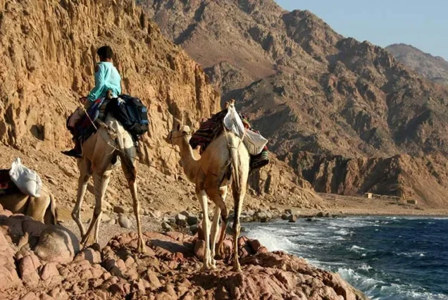 Sharm El Sheikh Quad Runner Bike Adventure & Camel Ride