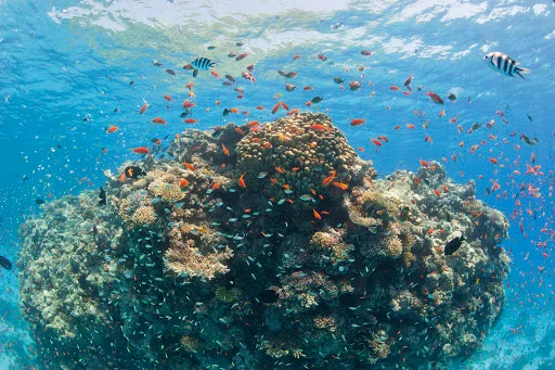 White Island & Ras Mohammed Boat Trip from Sharm El Sheikh