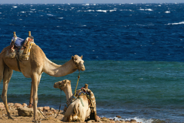 Bedouin Village Evening Tour from Sharm El Sheikh
