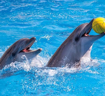 a cute dolphins during a speech at the dolphinarium, Batumi, Georgia.
