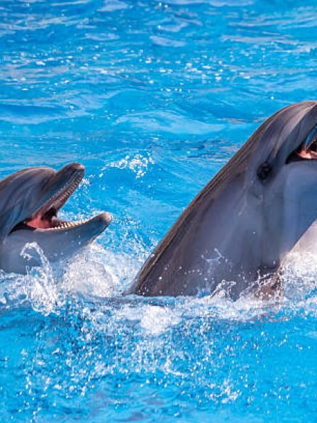 a cute dolphins during a speech at the dolphinarium, Batumi, Georgia.